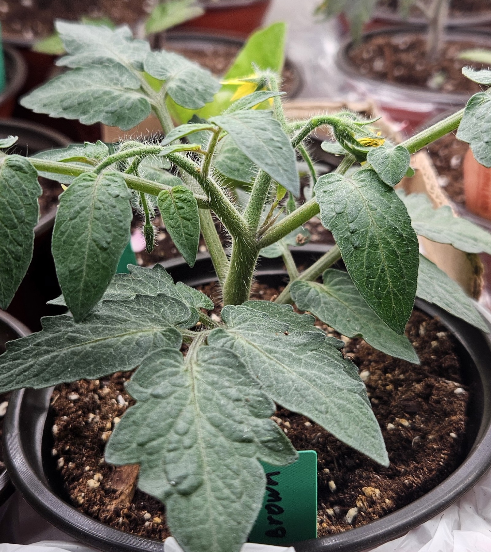 Tiny Tomatoes, Big Personality: Why Micro Dwarfs Are So Easy to Love