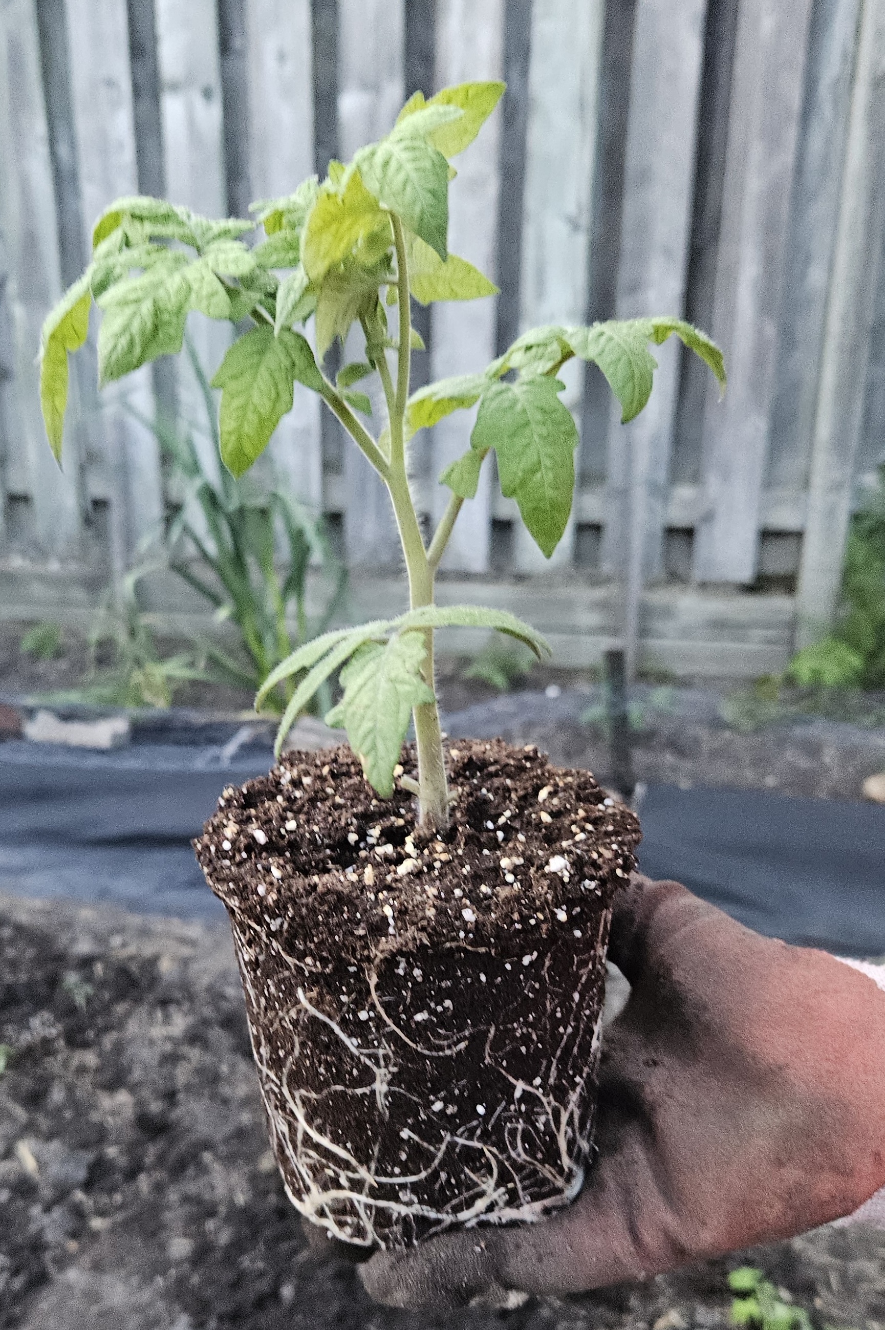 Tomato Moving Day: Getting Seedlings Settled Outdoors
