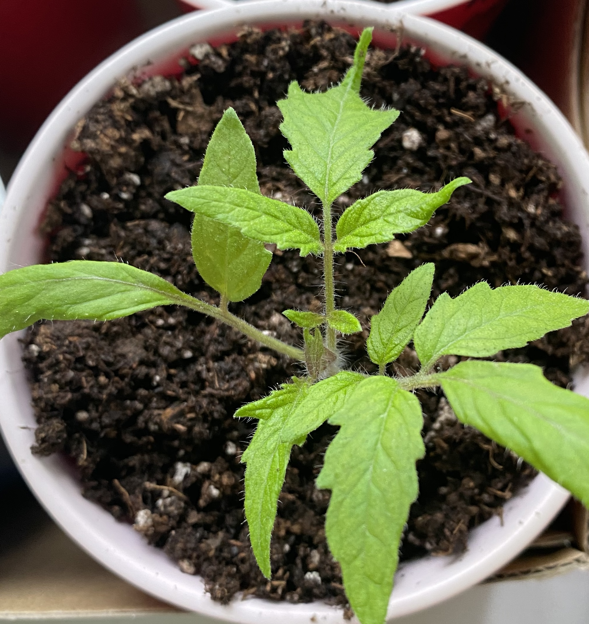 How to Pot Up Tomato Seedlings (Without Overthinking It)