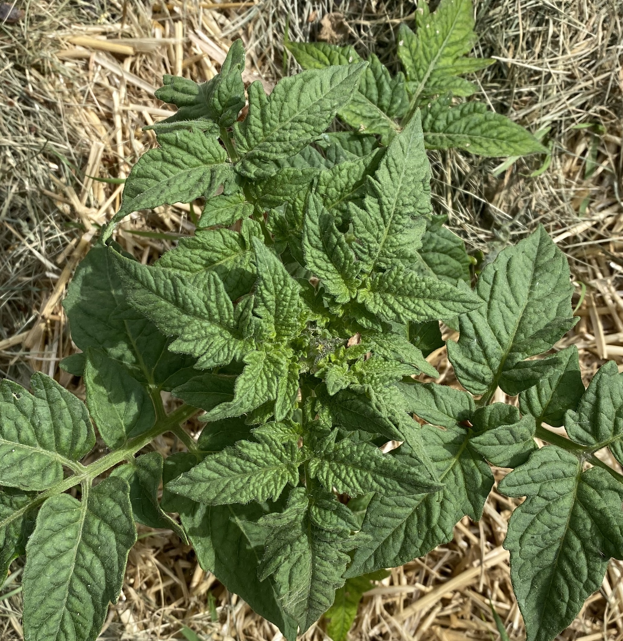 Hardening Off Tomato Seedlings: From Indoor Babies to Garden Tough