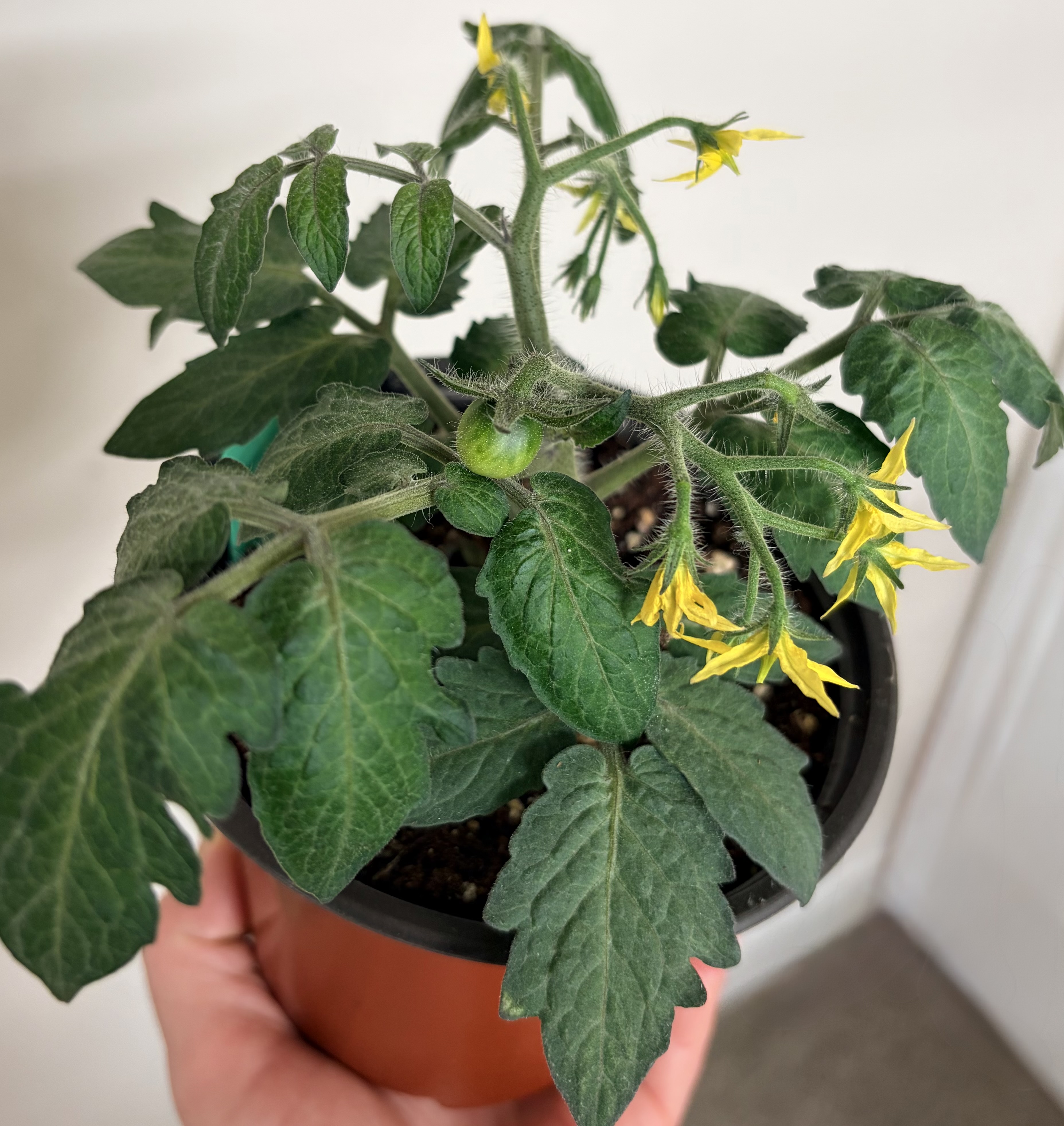 Tiny Tomatoes, Big Personality: Why Micro Dwarfs Are So Easy to Love