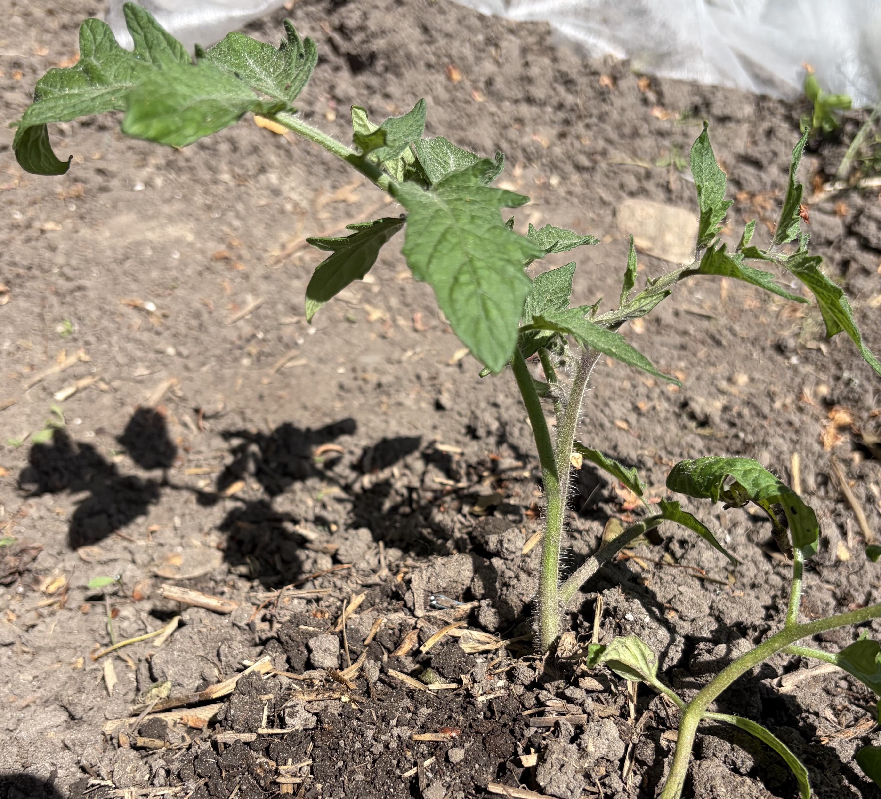 The Remarkable Resilience of Tomato Plants: A Cutworm Survival Story