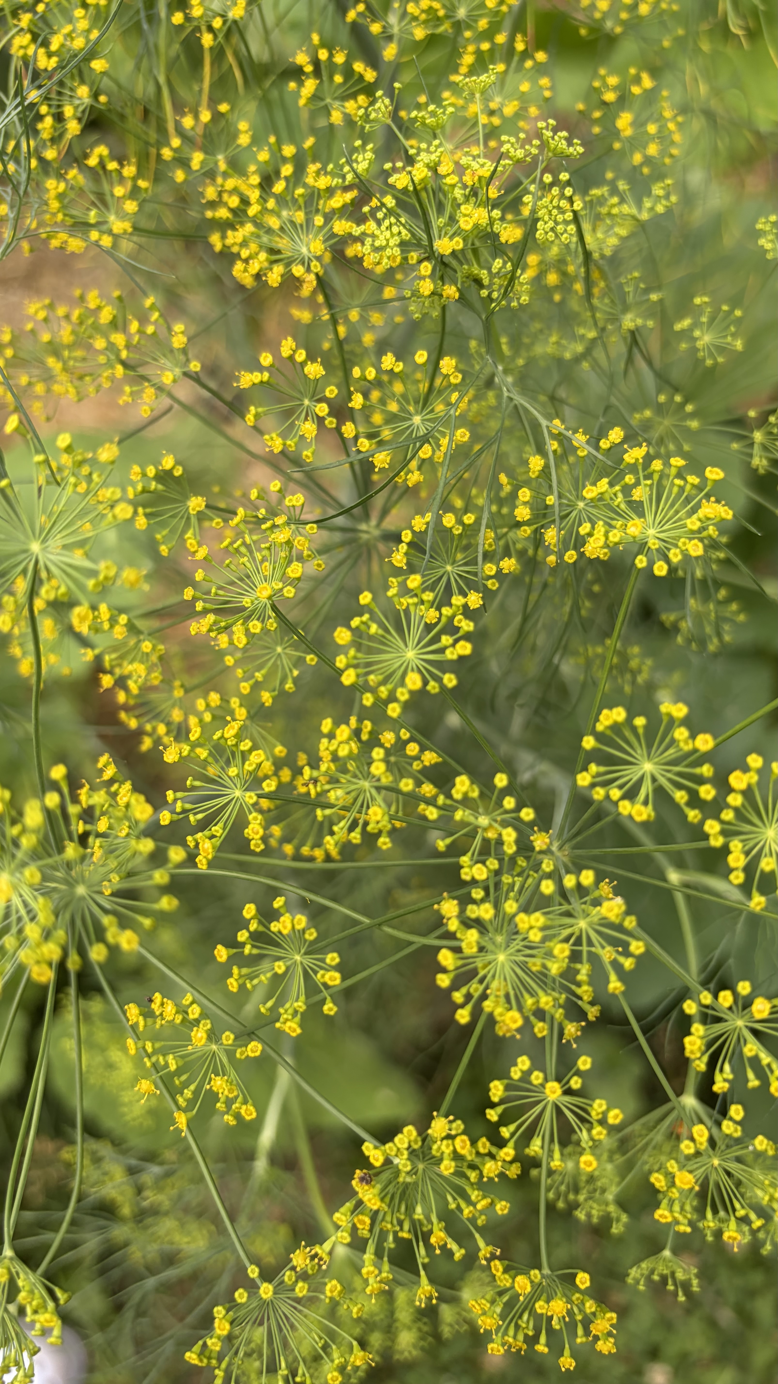 Let Nature Do the Pest Control