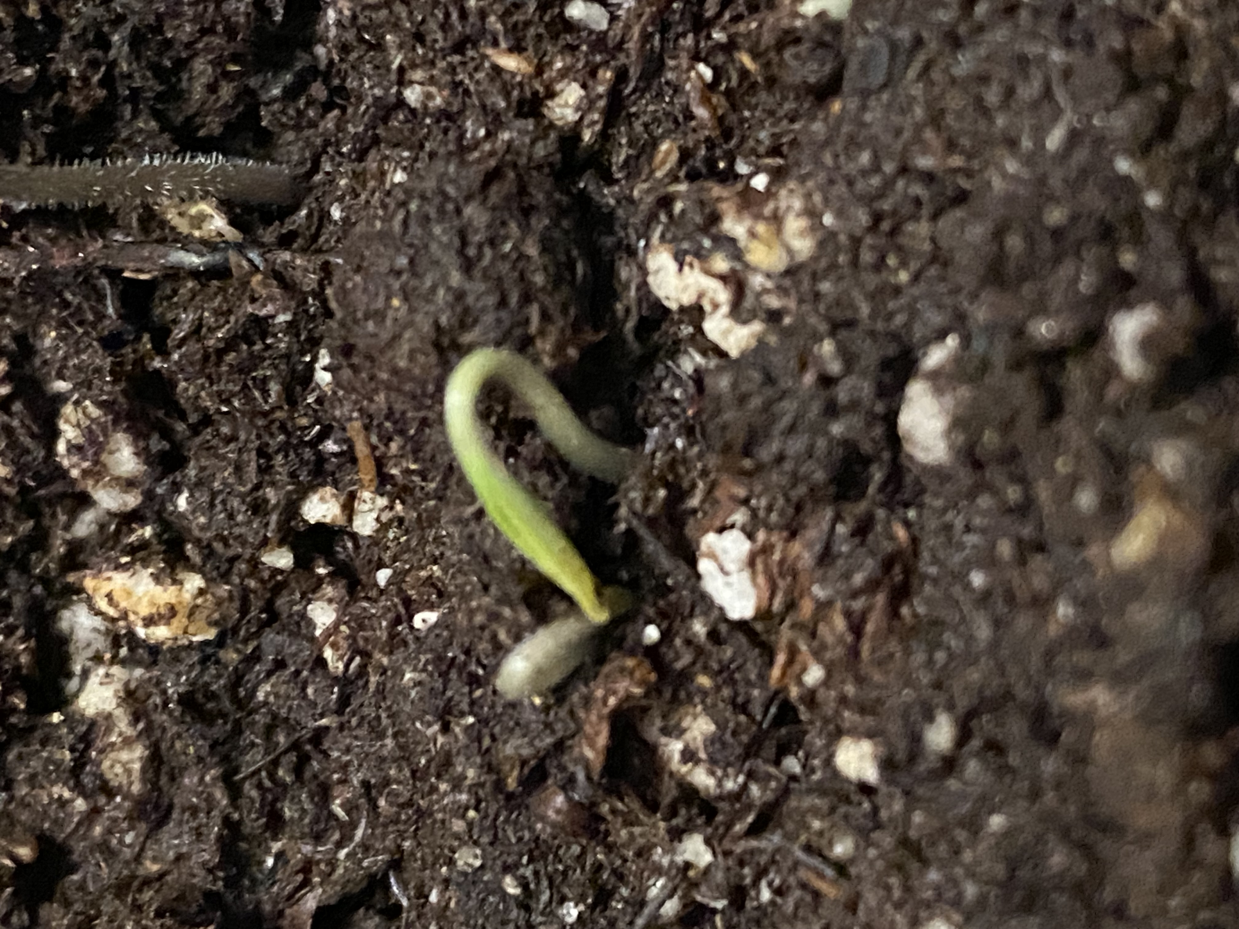 Growing Tomatoes from Seed: A Beginner’s Step-by-Step Guide