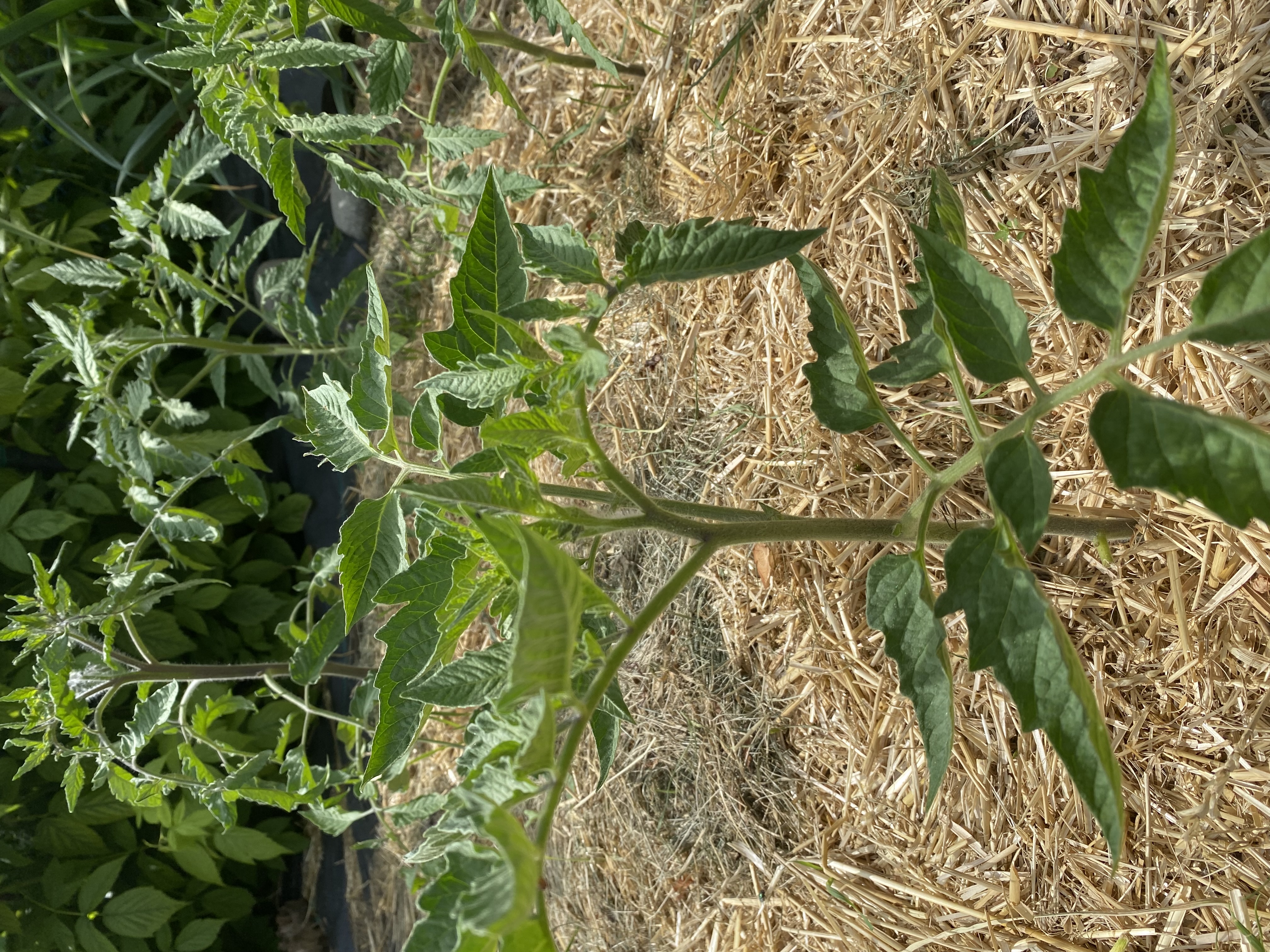 Tomato Moving Day: Getting Seedlings Settled Outdoors