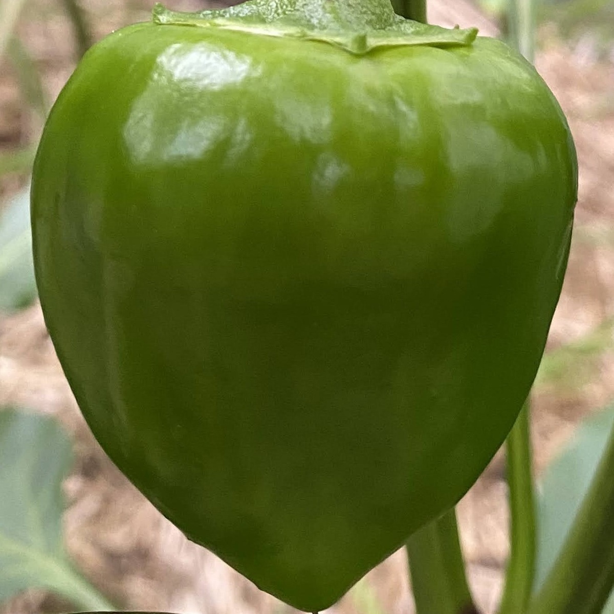 Peppers