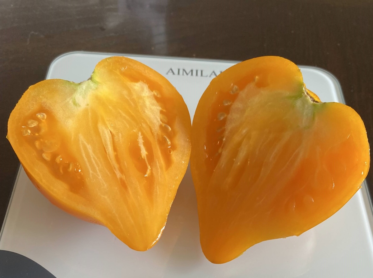 Zailijskiy Alatau Yellow