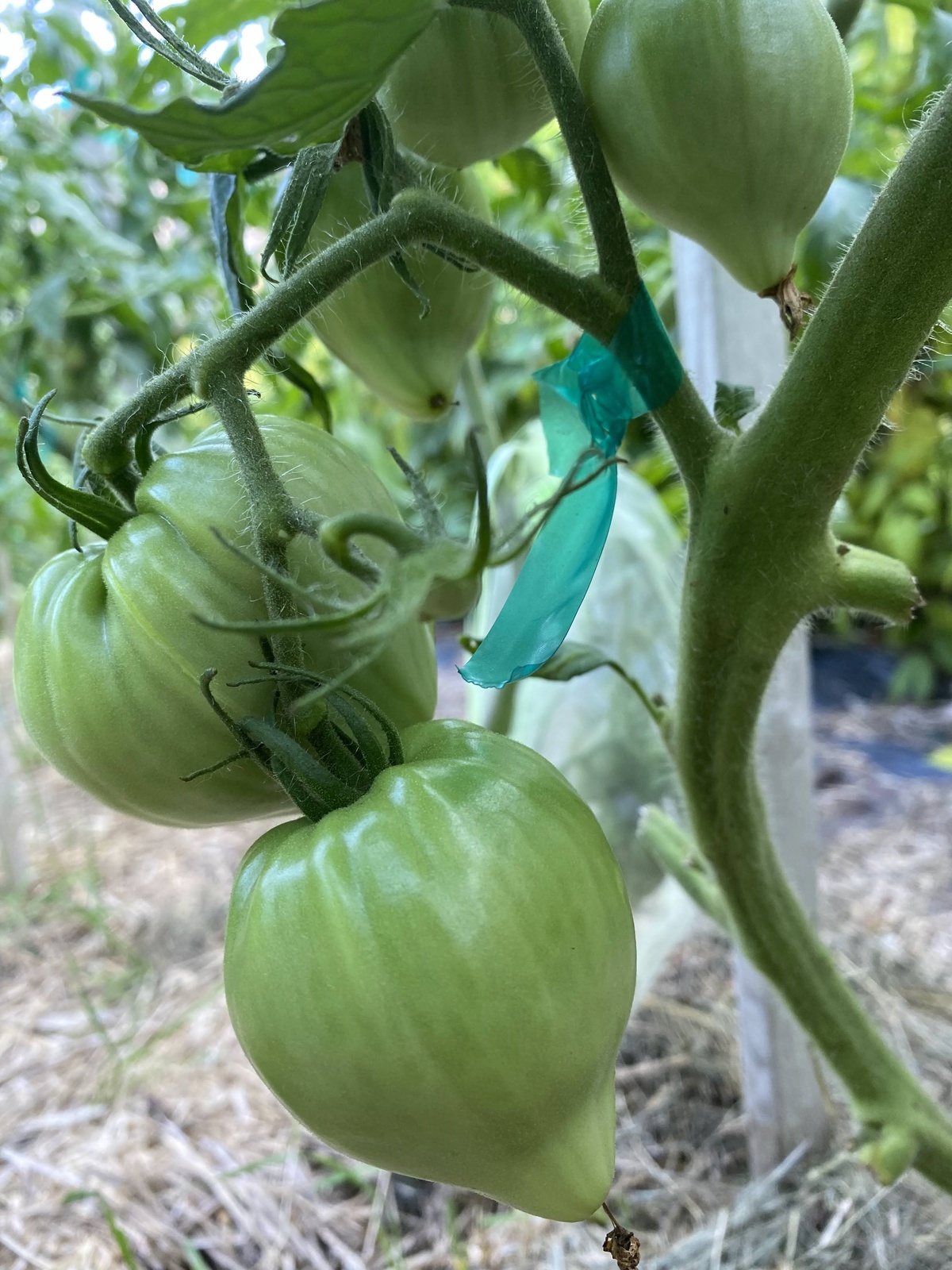 Zailijskiy Alatau Yellow