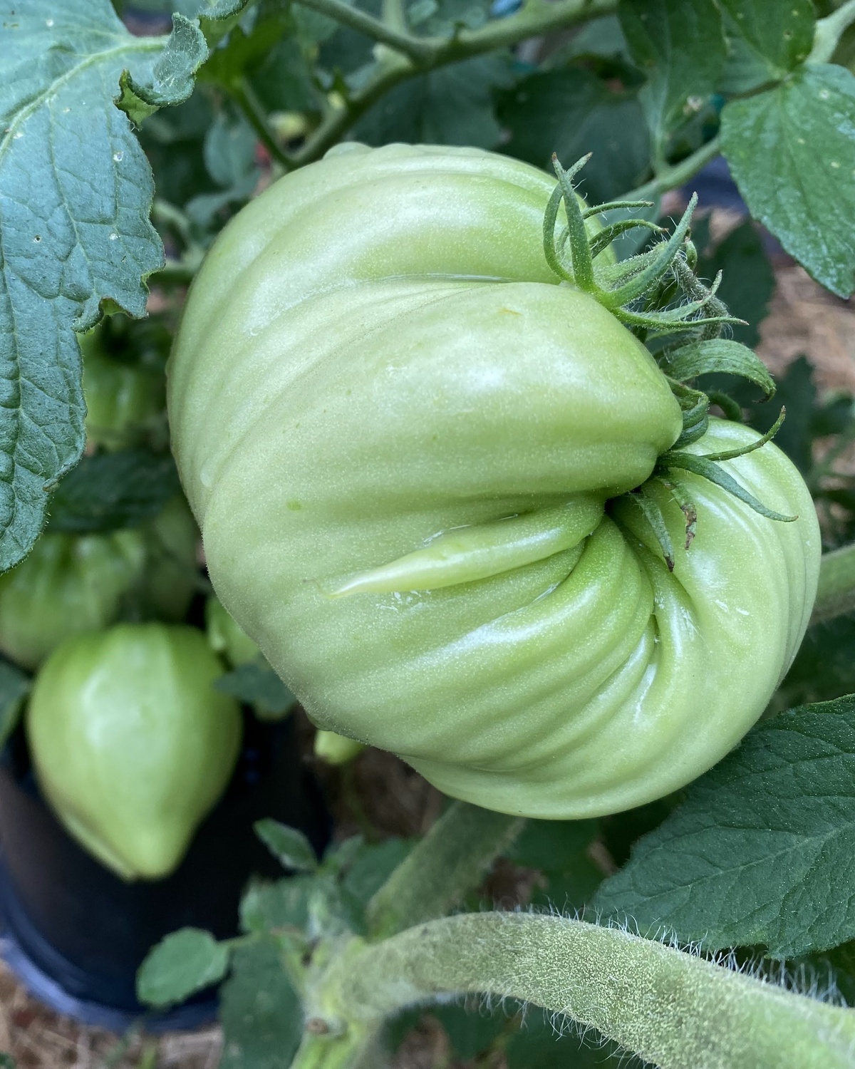 Zailijskiy Alatau Yellow