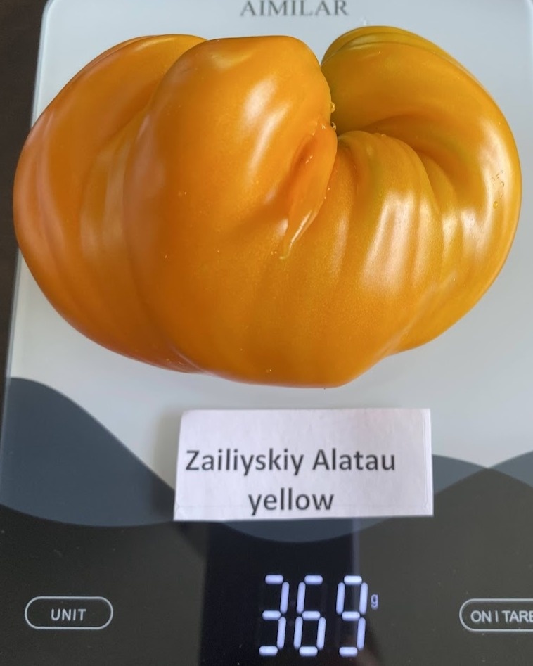 Zailijskiy Alatau Yellow