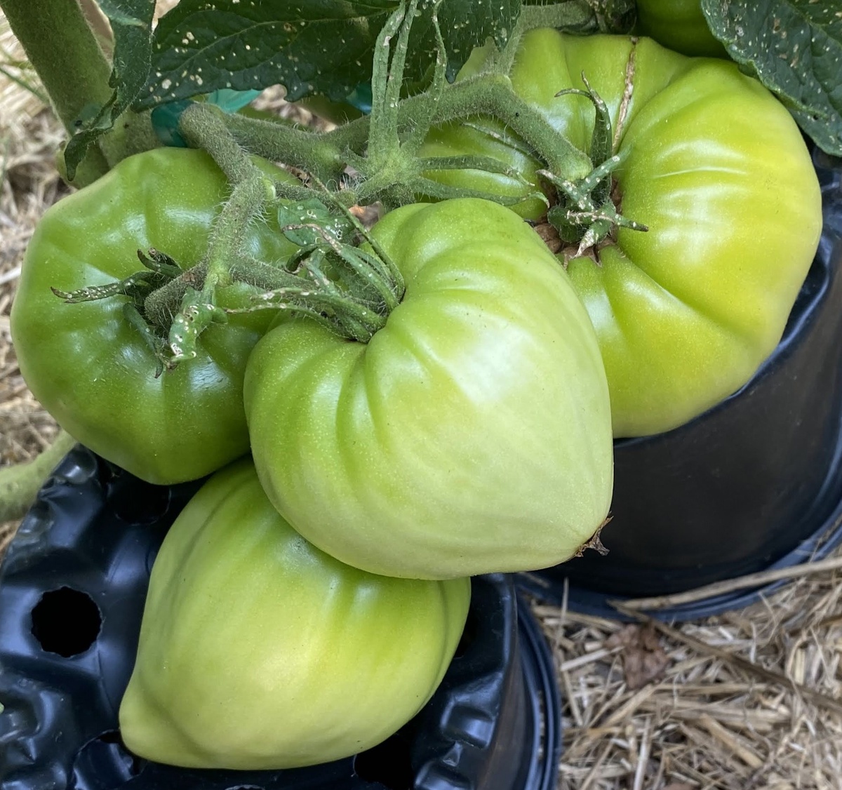 Zailijskiy Alatau Yellow