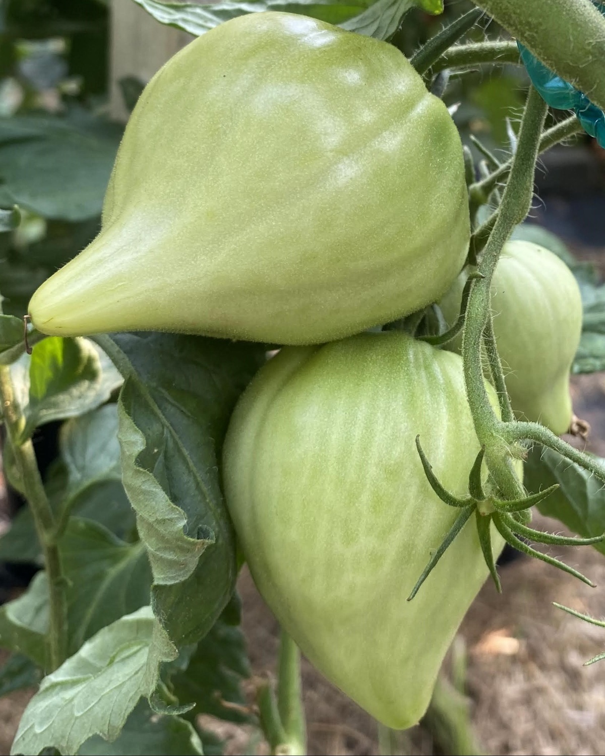 Zailijskiy Alatau Yellow