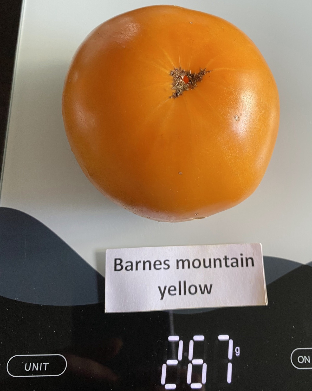 Barnes Mountain Yellow