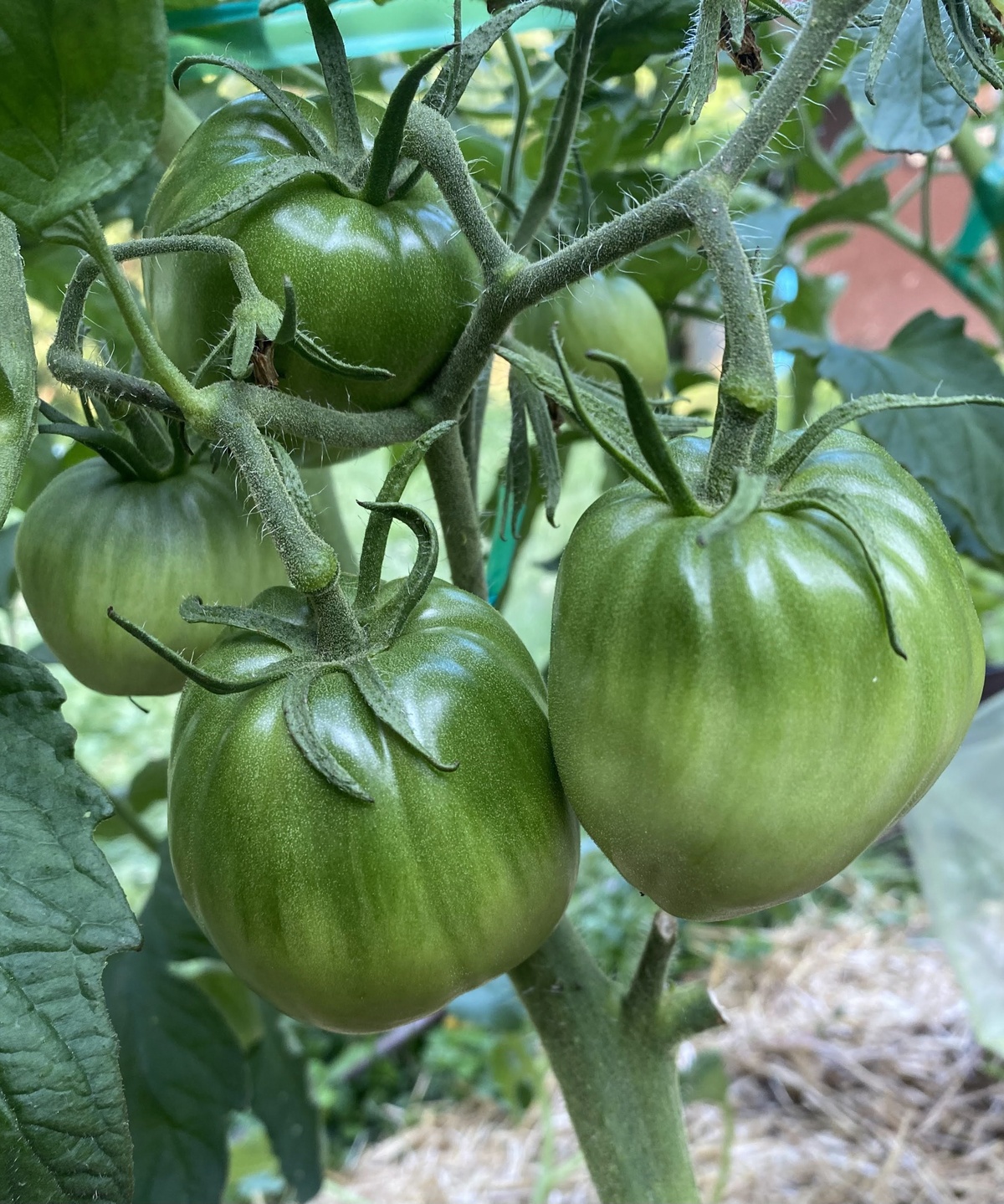 Black Heart of America