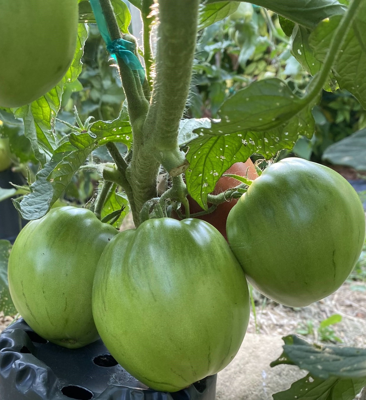 Black Heart of America