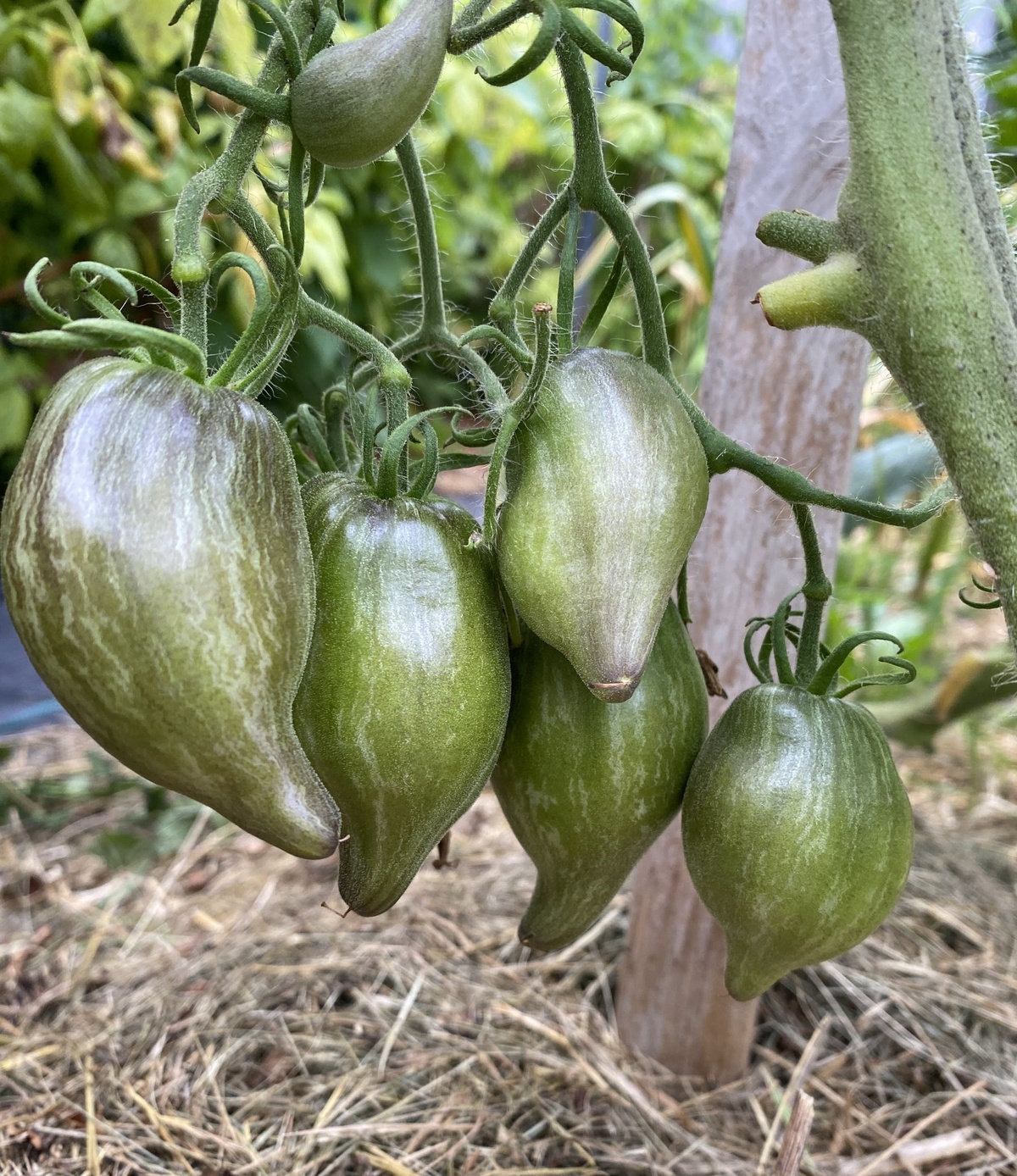 Sophia's Sweet Caramel