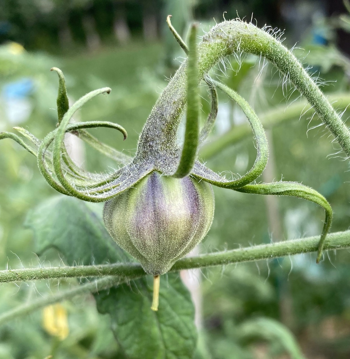 Sophia's Sweet Caramel