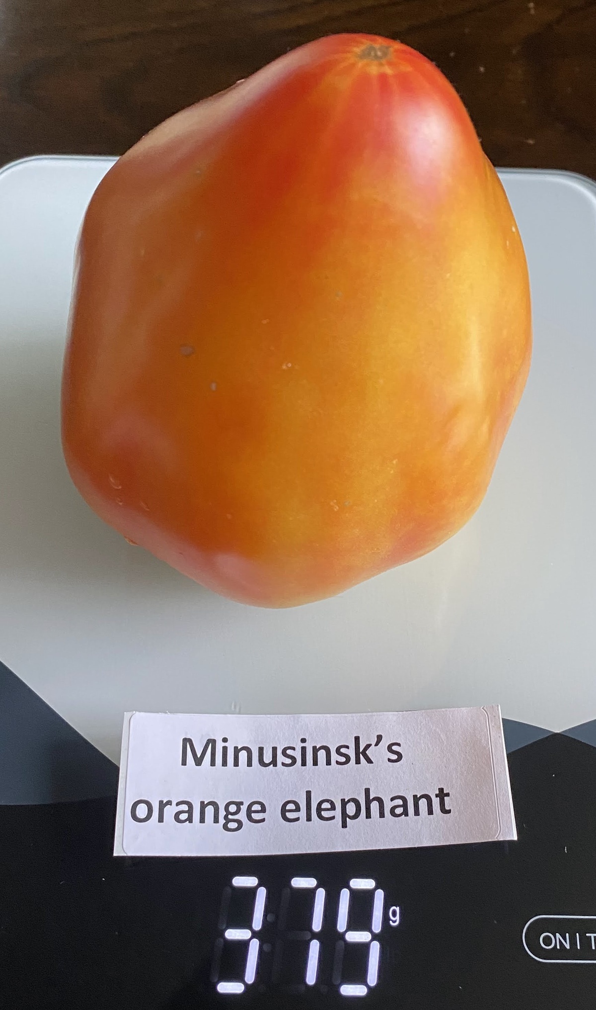 Minusinsk Orange Elephant