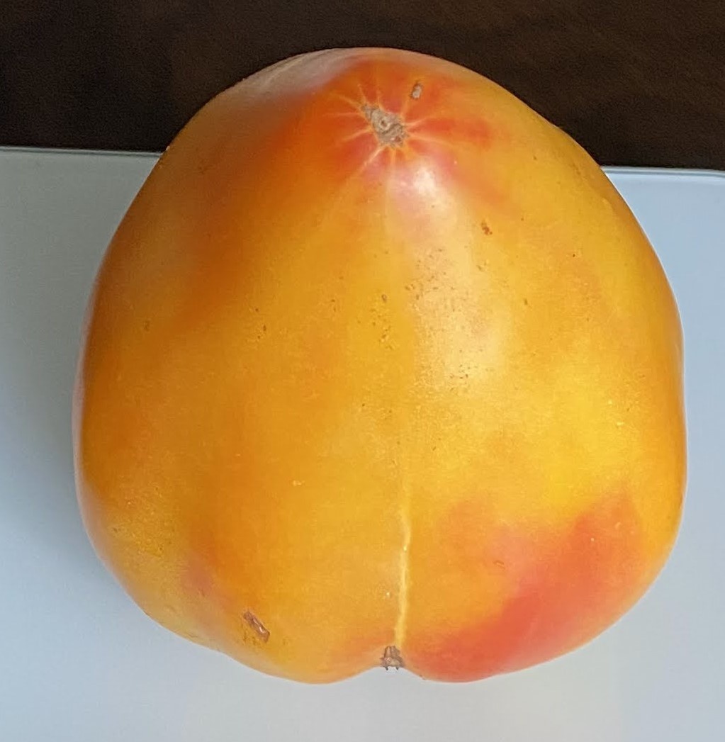 Minusinsk Orange Elephant