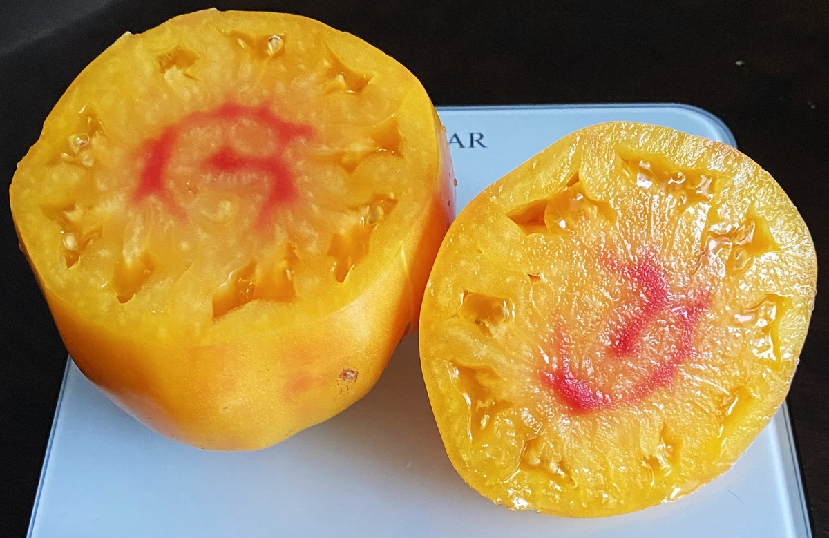 Minusinsk Orange Elephant