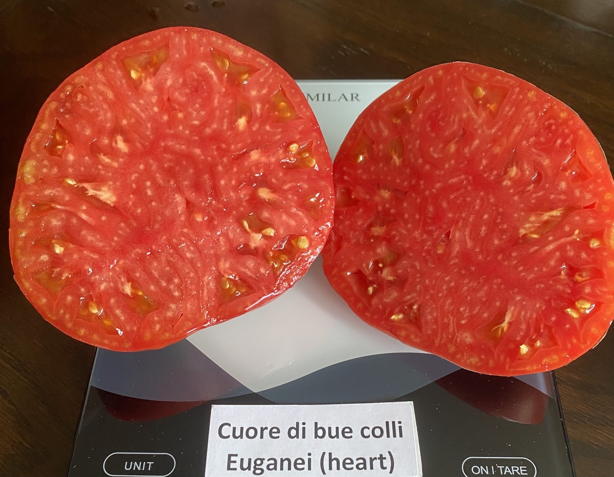 Cuore di bue Colli Euganei (Heart)