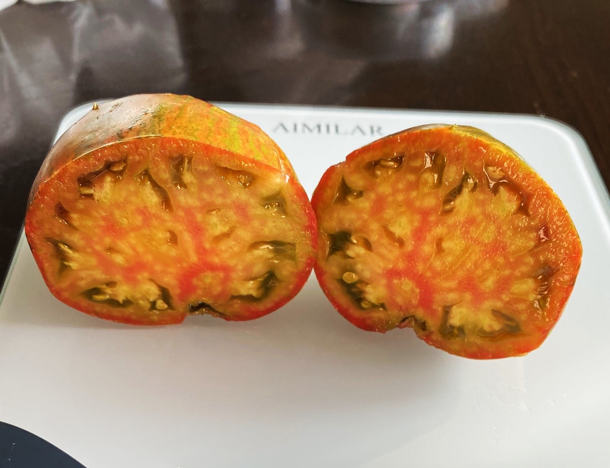 Huge Festival Green Tulip