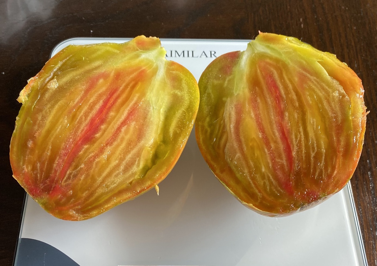 Huge Festival Green Tulip