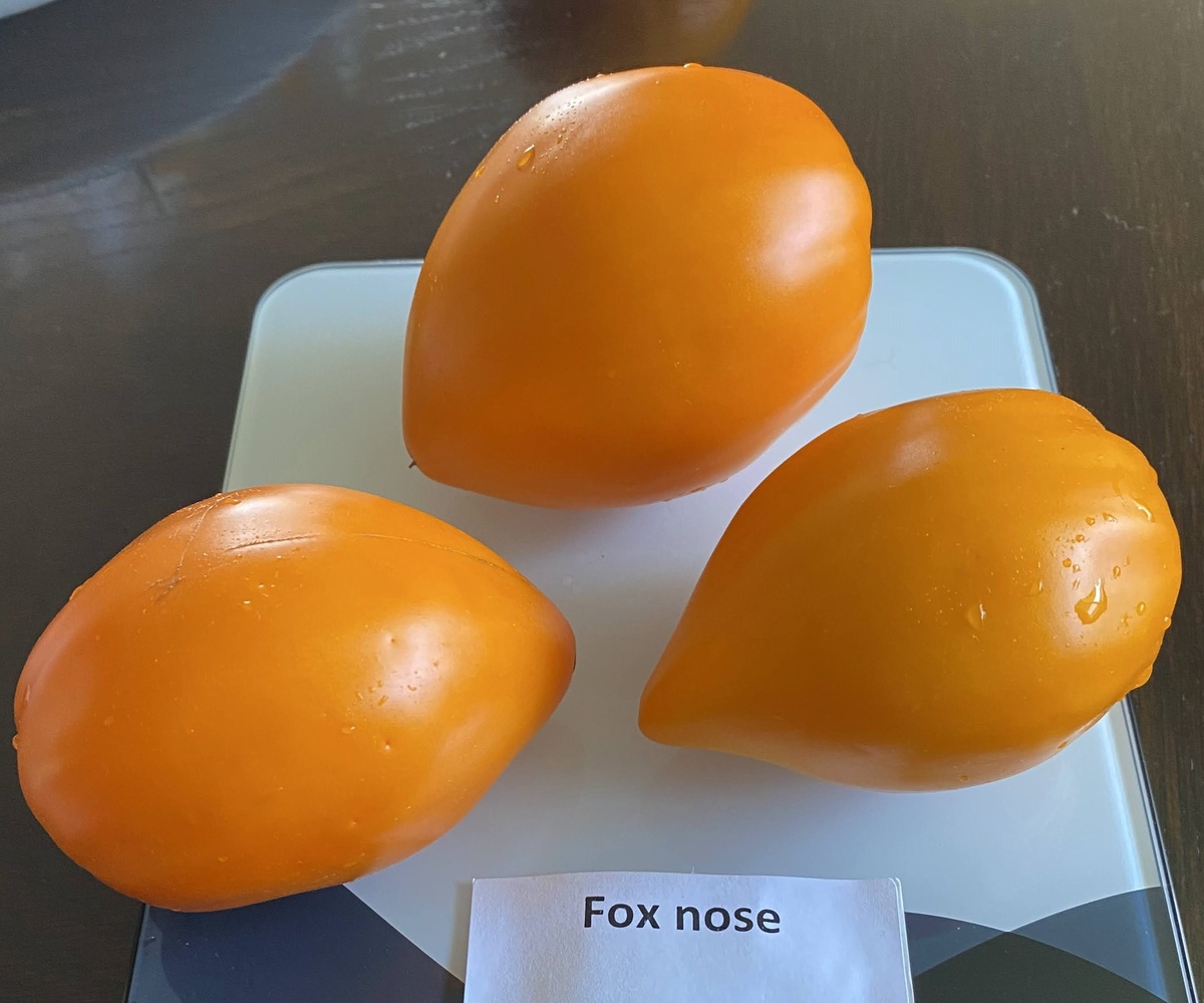 Fox Nose