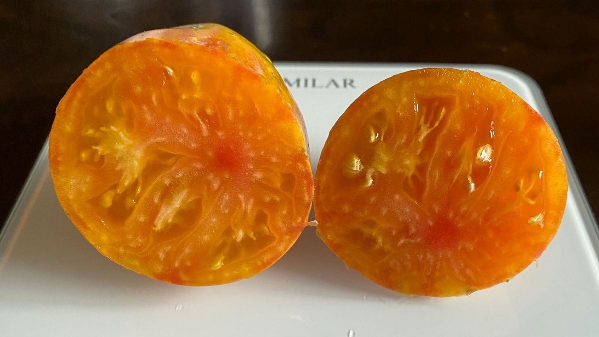 Sophia's Ginger Comet