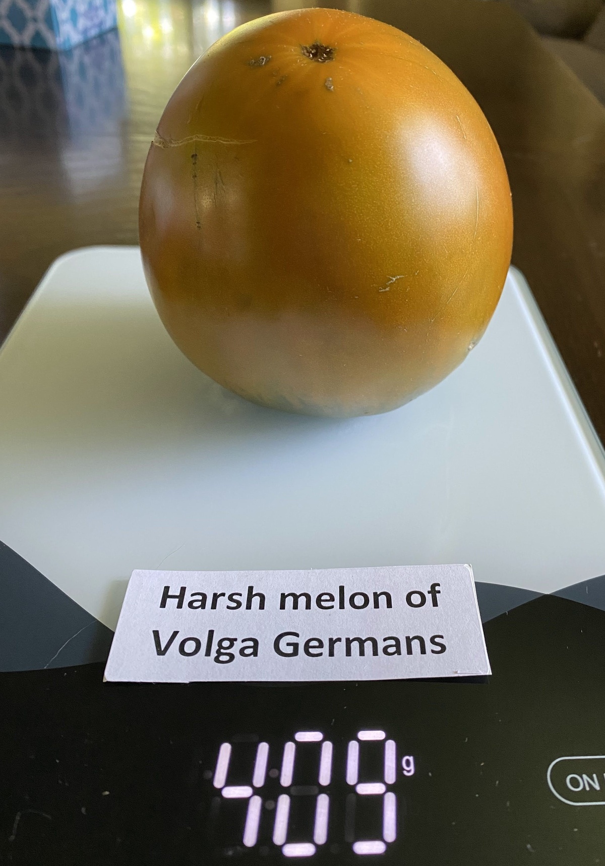 Harsh (Severe) Melon of Volga Germans