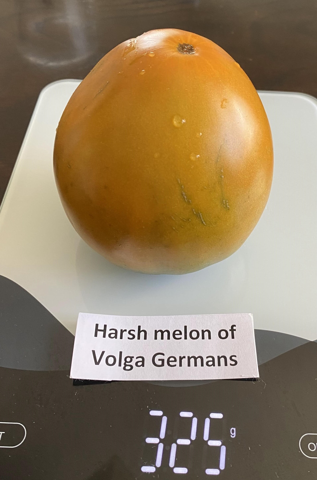 Harsh (Severe) Melon of Volga Germans