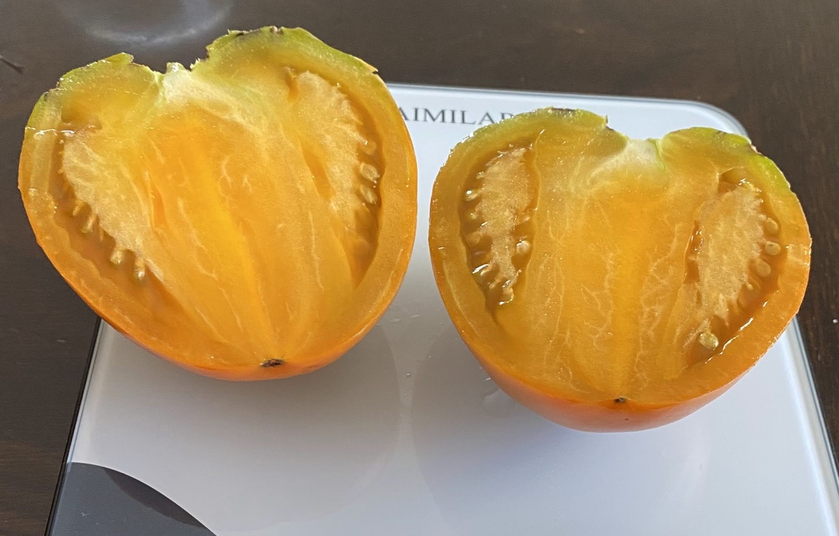 Harsh (Severe) Melon of Volga Germans