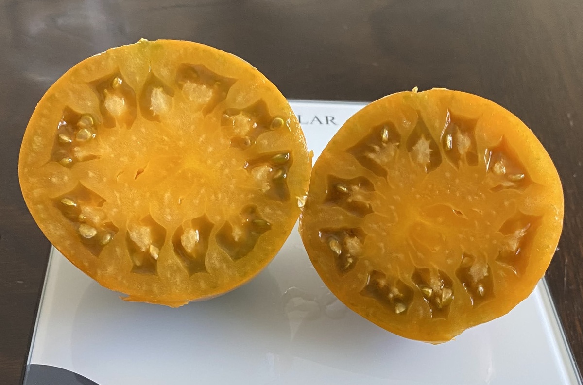 Harsh (Severe) Melon of Volga Germans