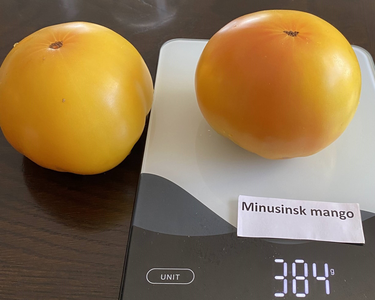 Minusinsk Mango