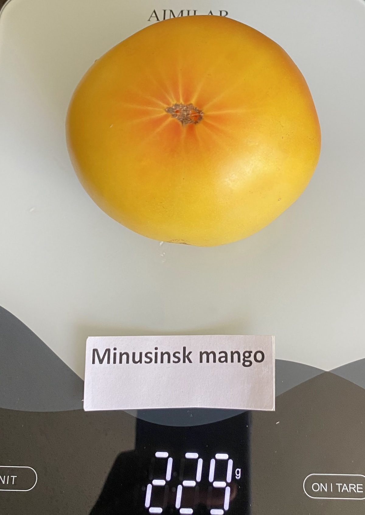 Minusinsk Mango