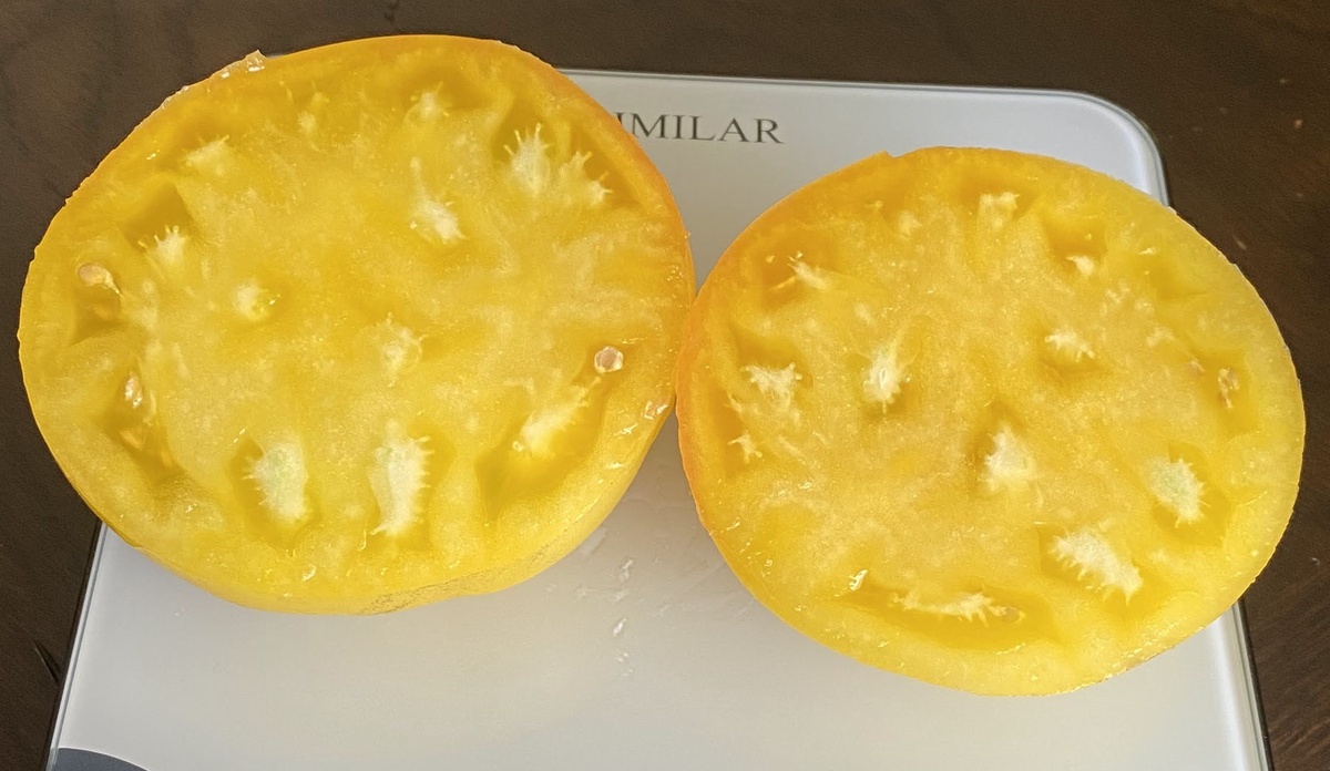 Minusinsk Mango