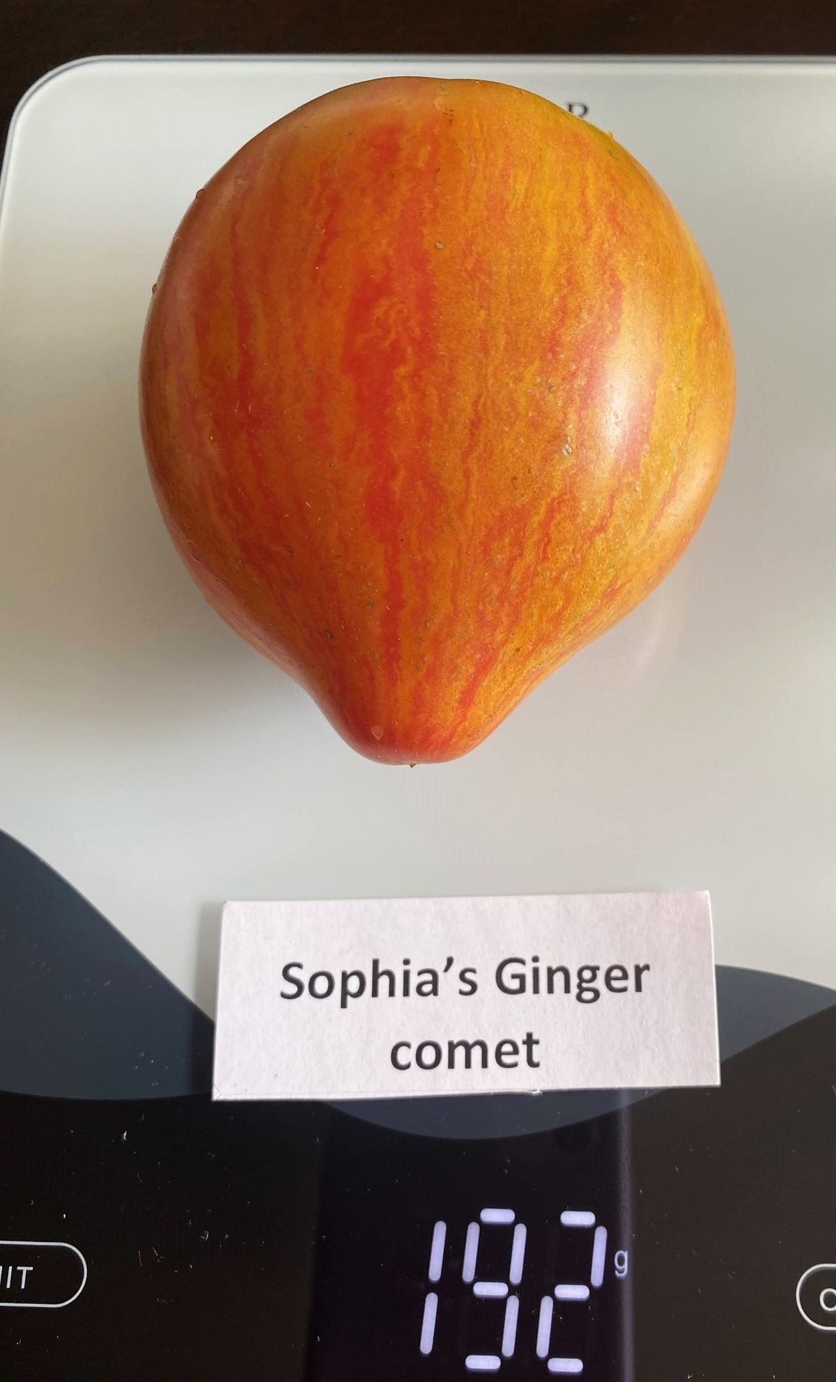 Sophia's Ginger Comet