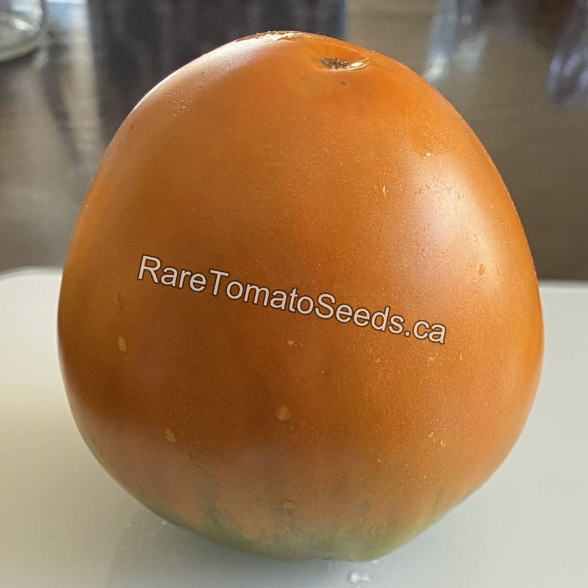 Harsh (Severe) Melon of Volga Germans