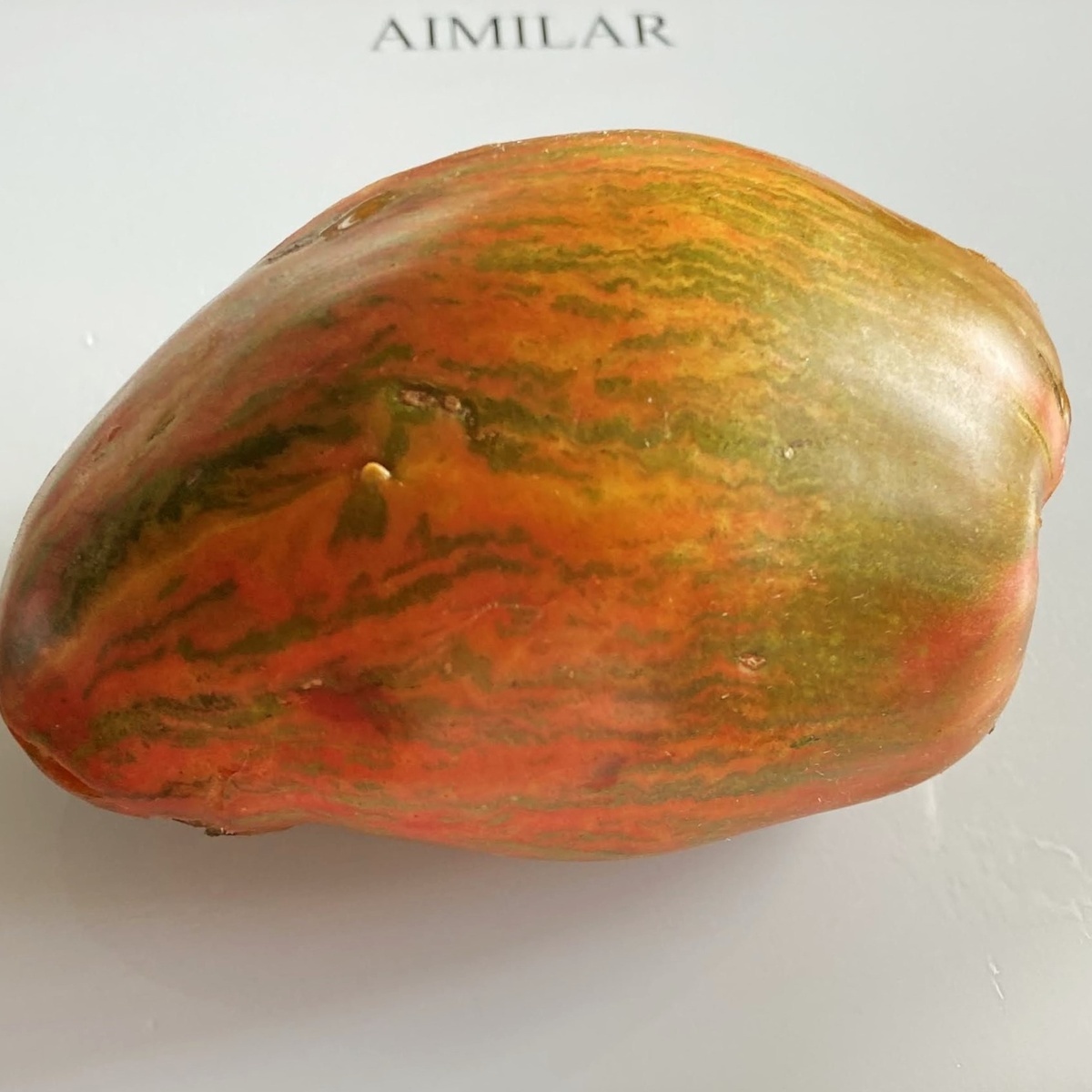 Huge Festival Green Tulip