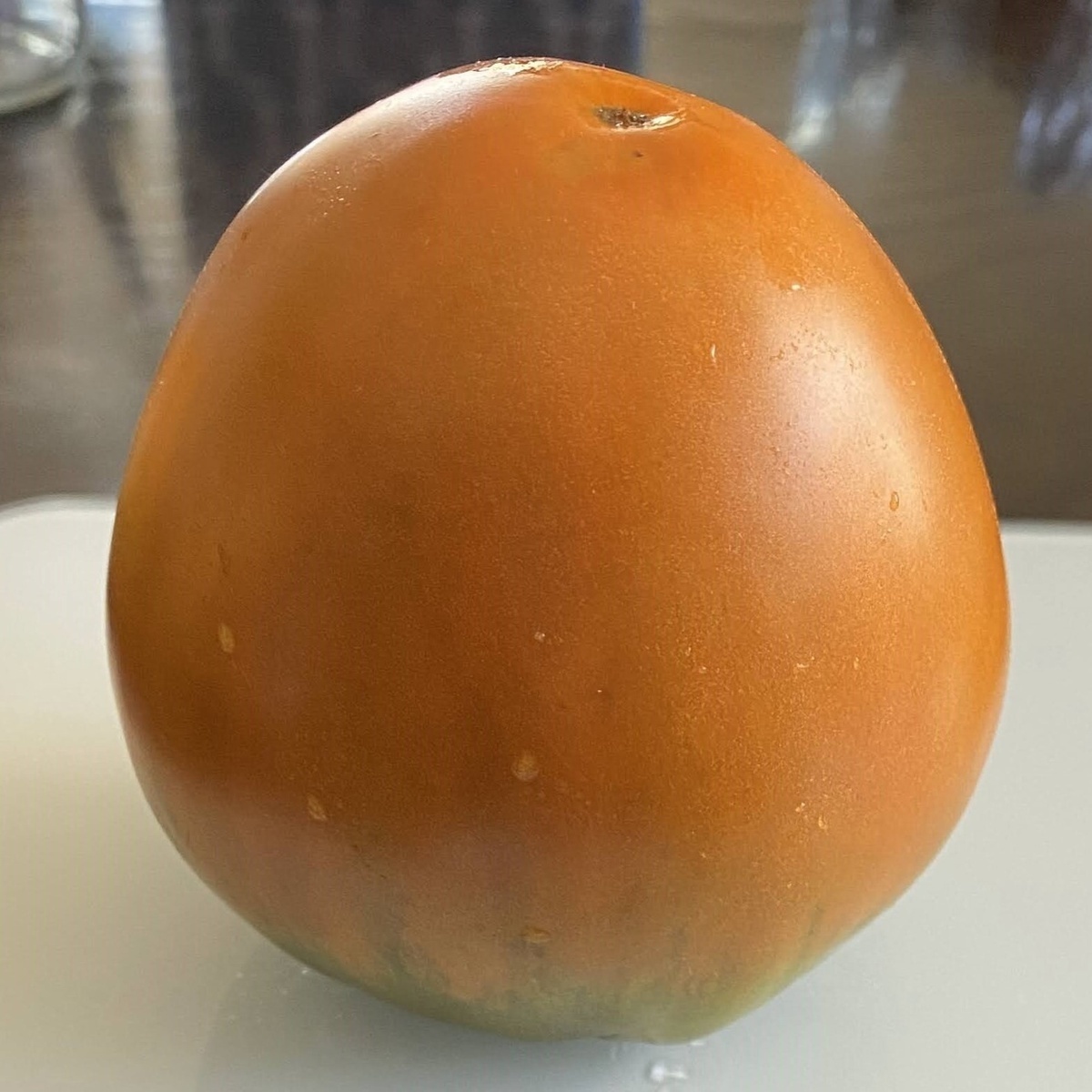 Harsh (Severe) Melon of Volga Germans